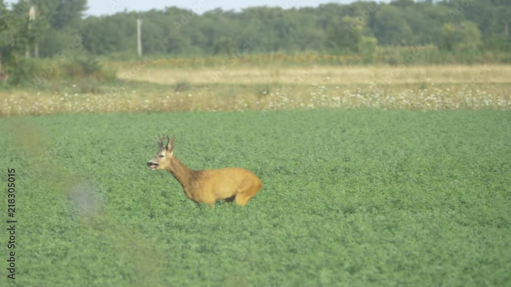 European Roe Deer running and jumping on a field - 180fps slow motion European Roe Deer running and jumping on a field - 180fps slow motion