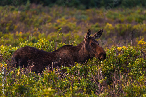 A Female  Cow  Moose Feeding in the Morning Sunshine