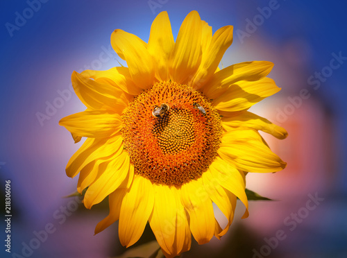 Fototapeta Naklejka Na Ścianę i Meble -  Beautiful photo of a bright sunflower
