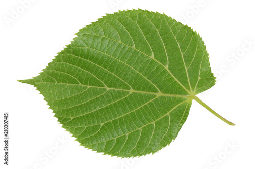 The reverse side of the green spring leaf is a linden tree