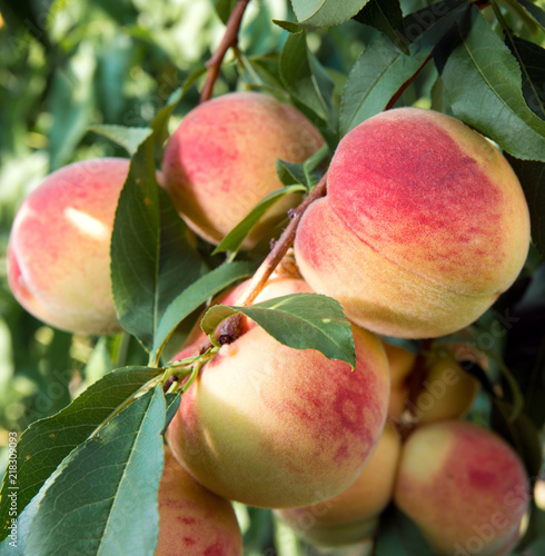 Ripe peaches on a tree in a fruit garden.