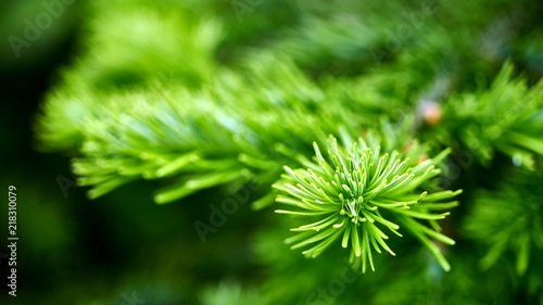 Young fir needles. Summer in Siberia. Tomsk. Russia.