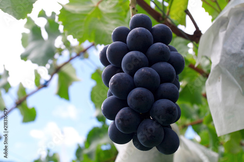 Wallpaper Mural ナガノパープル Torontodigital.ca