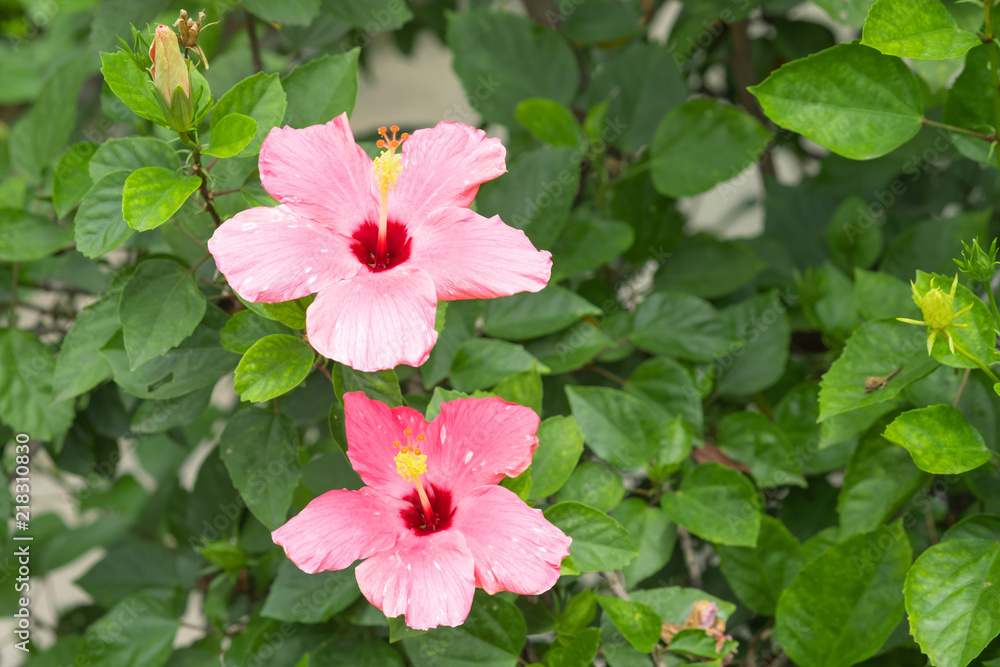 Naklejka premium Pink hibiscus or chinese rose in the garden.