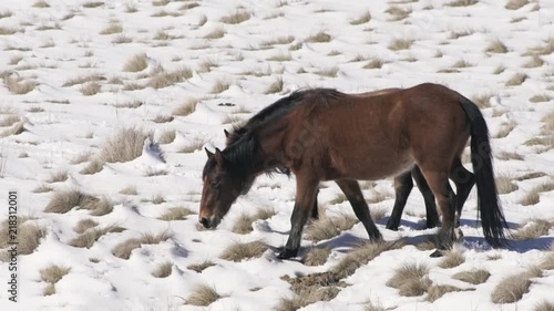 Brumbies standing in snow eating then walking photo