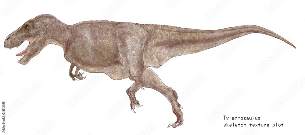 ティラノサウルス骨格図の肉付けイラスト画像 体色は大型の肉食恐竜であることから目立たない体色に抑えている Stock イラスト Adobe Stock