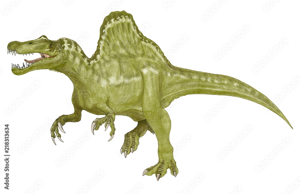 スピノサウルス エジプティアクス 白亜紀後期の魚食性の獣脚類 口先に鋭い歯が密生しており 水中の魚を捕食するのに適した形をしている スピノサウルス科の代表的な恐竜であり ティラノサウルスよりも大きい 背中の広く高い帆のような骨格が特徴 口を開けている