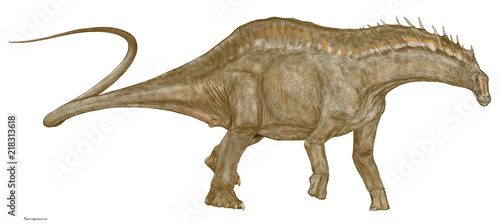 アマルガサウルス・カザゥイ:ディプロドクス類ディクラエオサウルス科の恐竜。アルゼンチンで白亜紀の地層から発見された。 頭部に非常に長い背骨が張り出しており、以前の画像では体の外に棘のように露出していたが、この画像では大部分を背中の隆起として 描いた。イラスト画像です。 © Mineo