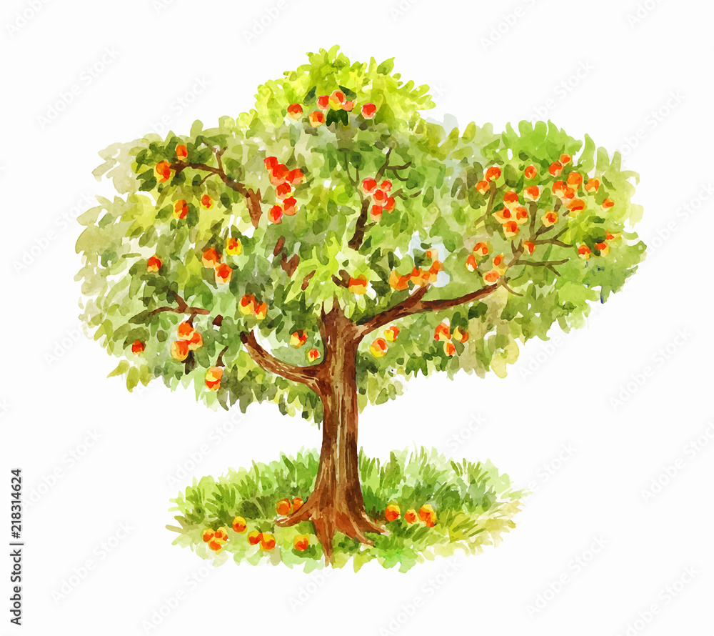 Watercolor vector apple tree isolated on white