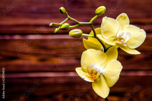 Branch of a yellow orchid on a brown wooden background 