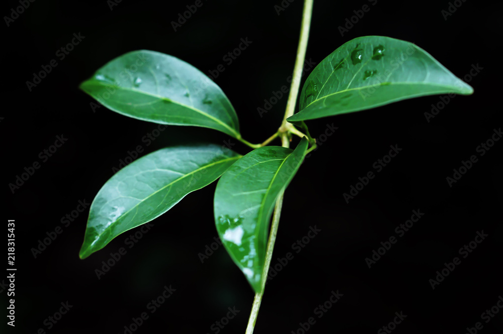 Green leaves in dark nature background Green leaves in dark nature background