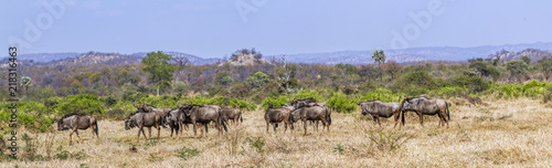 Blue wildebeest in Kruger National park, South Africa   Specie Connochaetes taurinus family of Bovidae © PACO COMO