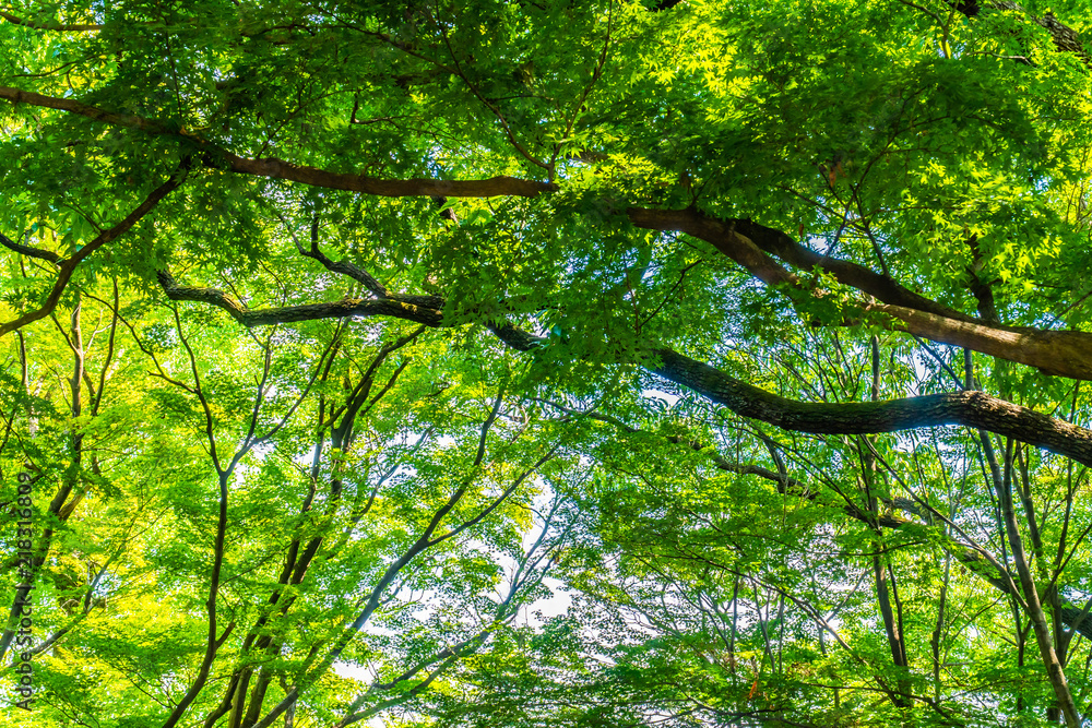 Beautiful green tree and leaf in the forest with sun Beautiful green tree and leaf in the forest with sun