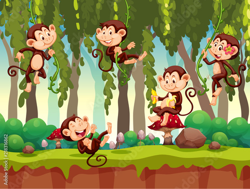 Monkey in the jungle
