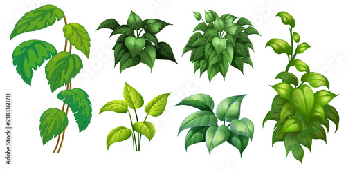 A set of green plant
