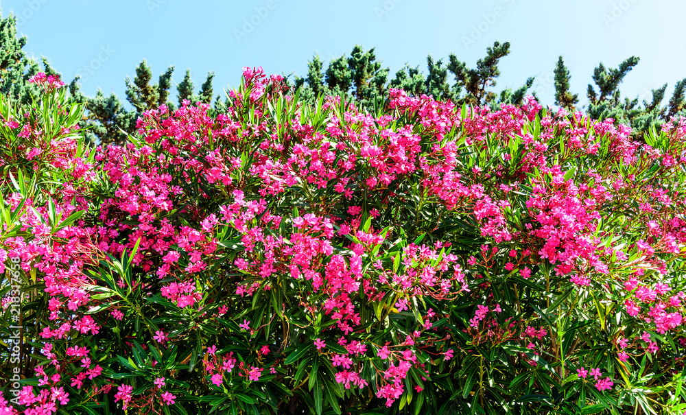 Oleander Rosenlorbeer Pflanze