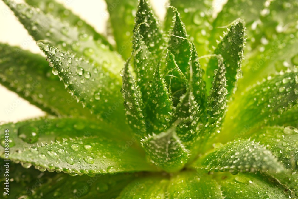 Aloe Vera plant - beige background Aloe Vera plant - beige background
