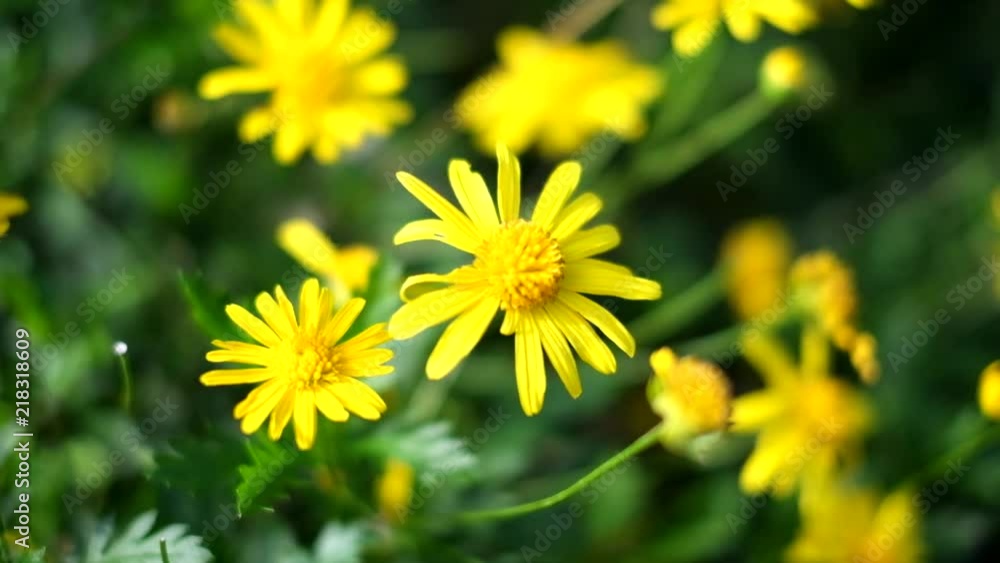 Yellow flowers moving in the breeze Yellow flowers moving in the breeze