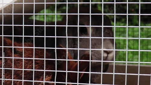 Two little rabbits, sitting in their hutch while eating some food.