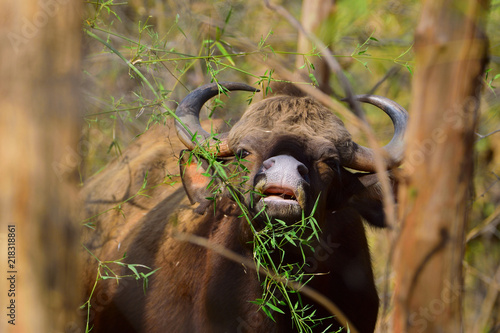 Nilgiri Gaur or Indian Bison, These Magnificent beasts are gentle but do have the mettle to face a tiger when threatened. 