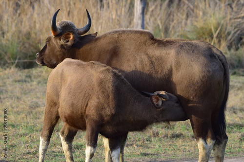 Nilgiri Gaur or Indian Bison, These Magnificent beasts are gentle but do have the mettle to face a tiger when threatened. This beautiful sight of a mother feeding a calf was in early moring