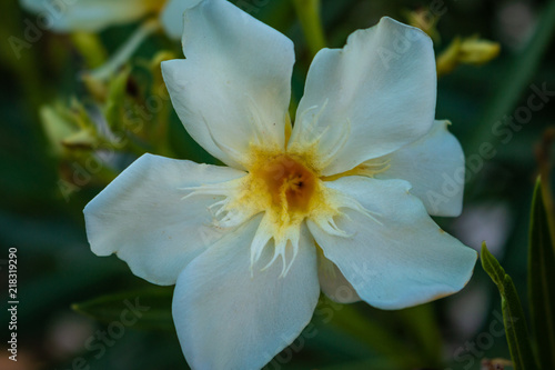 flower and bricks