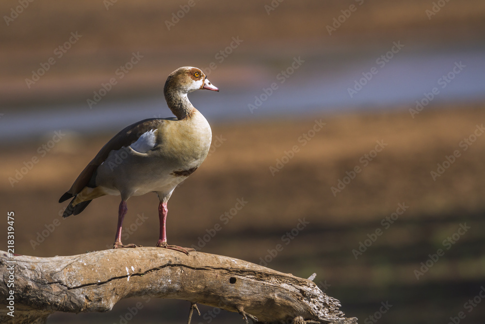 Egyptian Goose in Kruger National park, South Africa ; Specie Alopochen aegyptiaca family of Anatidae Egyptian Goose in Kruger National park, South Africa ; Specie Alopochen aegyptiaca family of Anatidae
