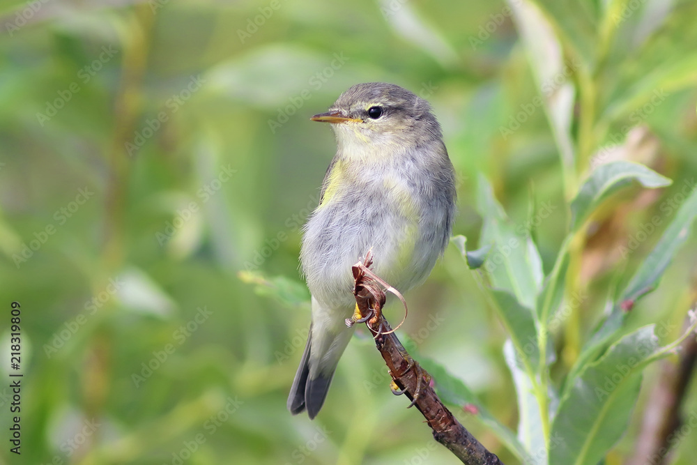 Phylloscopus trochilus. Bird close up among the branches of a willow tree