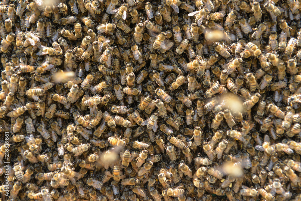 unity and solidarity of the bees, the beginning of the spring season unity and solidarity of the bees, the beginning of the spring season