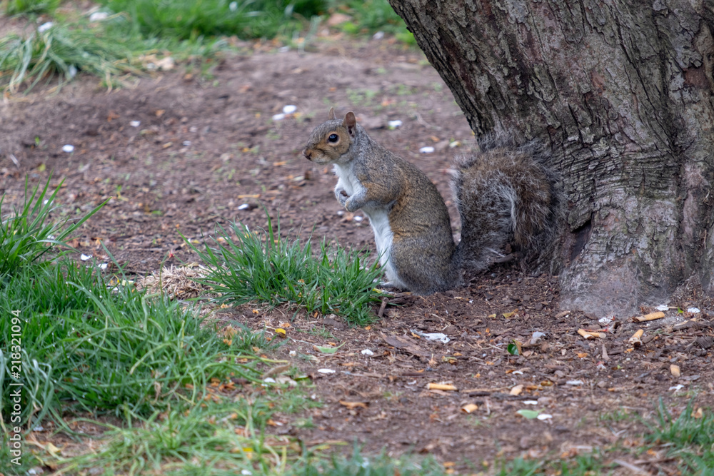 Obraz premium Sqirrel at Battery Park New York