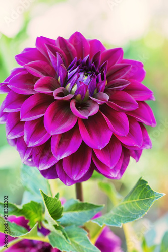 Fototapeta Naklejka Na Ścianę i Meble -  Dahlia flower. Close up view Purple fresh and beautiful Dahlia flower on green background  at the gard