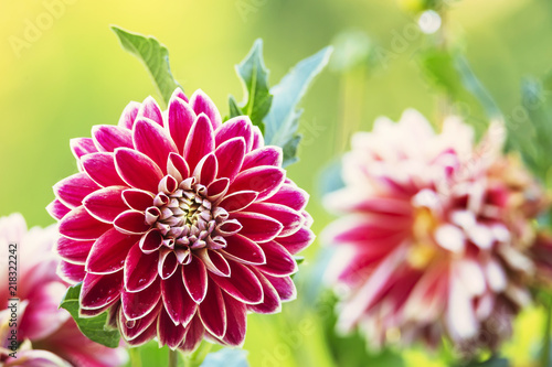 Fototapeta Naklejka Na Ścianę i Meble -  Dahlia flower. Close up view Red fresh and beautiful Dahlia flower on green background  at the gard