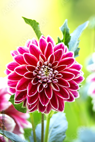 Fototapeta Naklejka Na Ścianę i Meble -  Dahlia flower. Close up view Red fresh and beautiful Dahlia flower on green background  at the gard