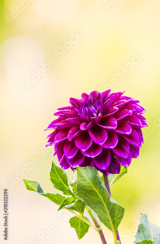 Fototapeta Naklejka Na Ścianę i Meble -  Dahlia flower. Close up view Purple fresh and beautiful Dahlia flower on green background  at the gard