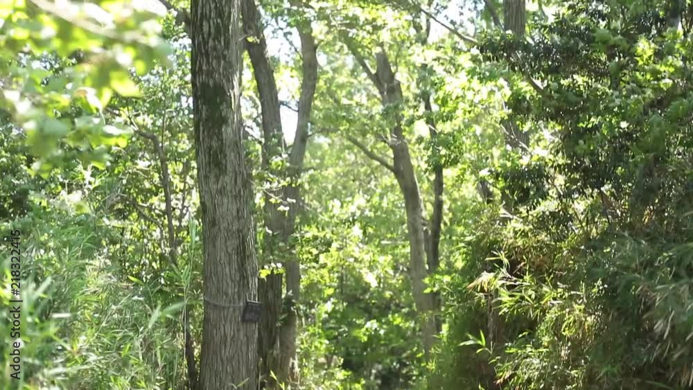 on the trail looking up to trees 4 山道で木々を見上げる on the trail looking up to trees 4 山道で木々を見上げる