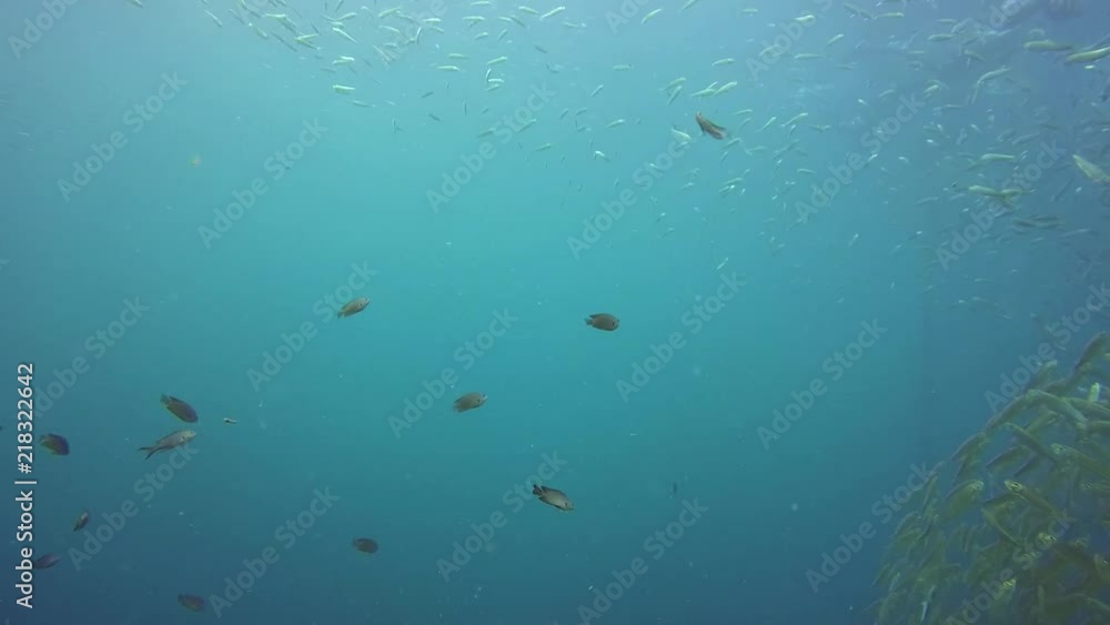 Close up with a big school of sardine fish Close up with a big school of sardine fish