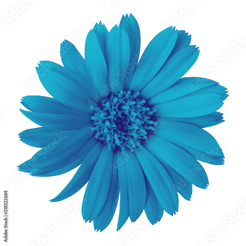 flower cerulean calendula, isolated on a white  background. Close-up. Element of design. © afefelov68