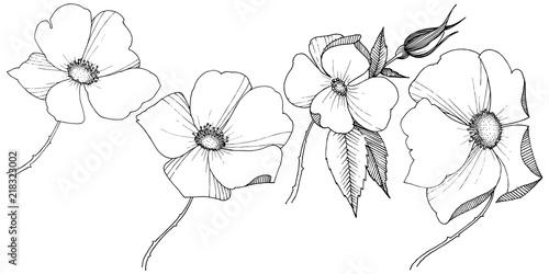 Wild rose in a vector style isolated. Full name of the plant: rose. Vector flower for background, texture, wrapper pattern, frame or border.