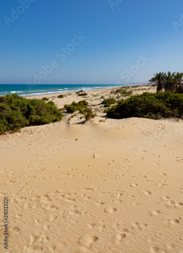 Long sand beach, palm trees, bushes, ocean and blue sky