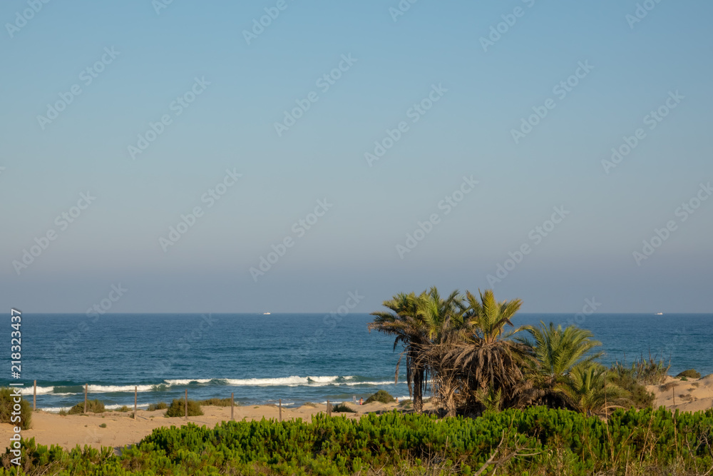 Long sandy beach, bushes, palm trees and blue sky