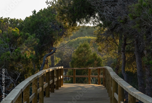 Duckboards or boardwalk in a forest