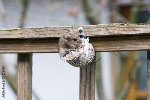 Mouse feeding on a fat ball for birds photo