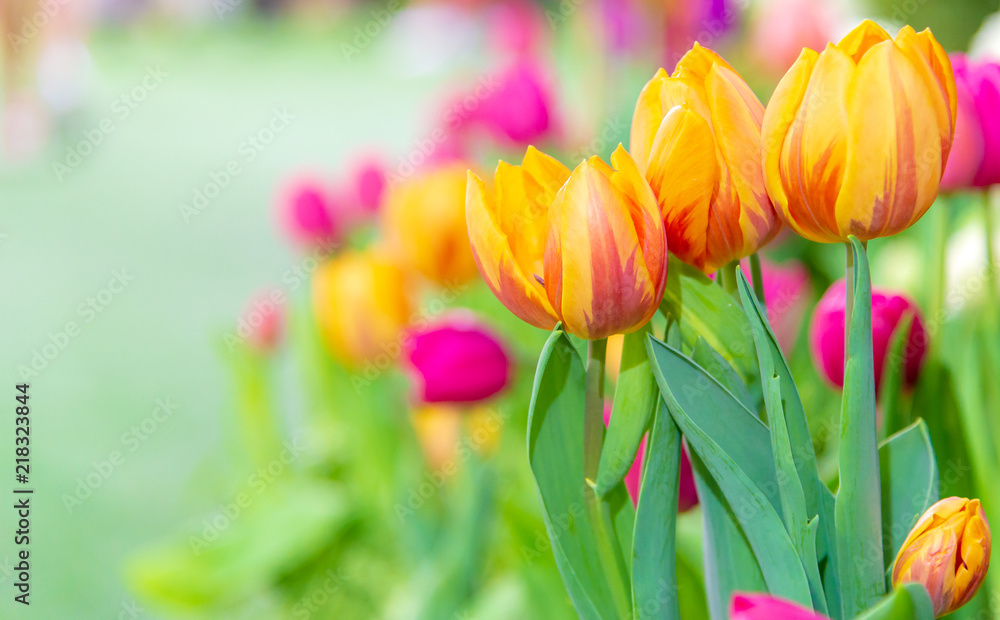 Beautiful bouquet of tulips in the garden ,nature background. Beautiful bouquet of tulips in the garden ,nature background.