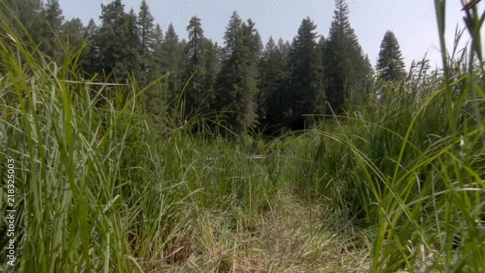 Camera moves slow through tall grass toward clear lake. Camera moves slow through tall grass toward clear lake.
