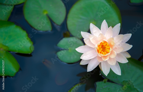 Lotus flower in pond.