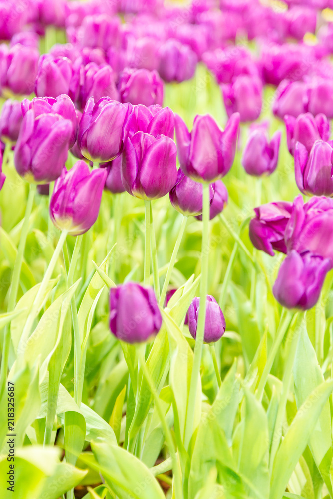 Fototapeta premium Beautiful bouquet of tulips in the garden ,nature background.
