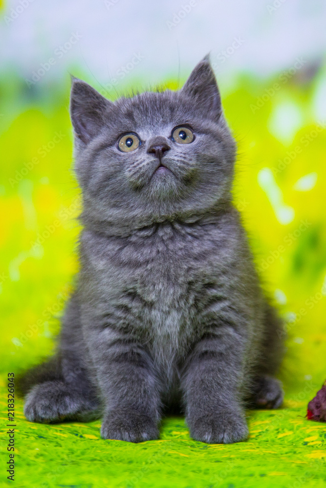 Kittens Scottish black and blue