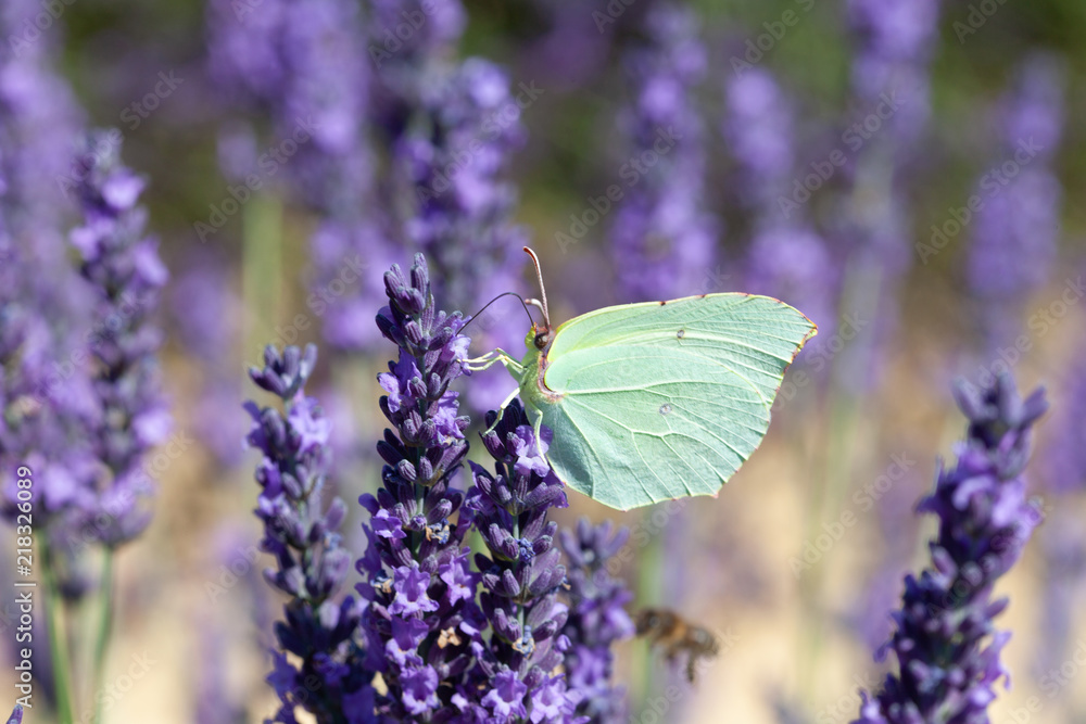 Lavender field in Provence France. Close up of Cleopatra butterfly. Lavender field in Provence France. Close up of Cleopatra butterfly.