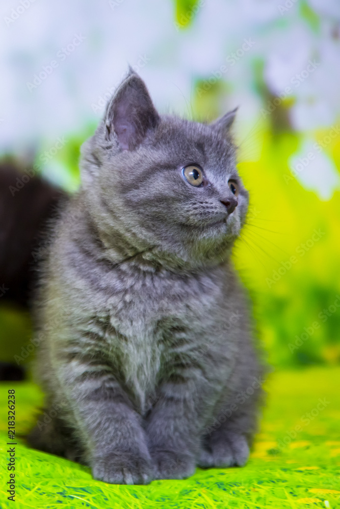 Obraz premium Kittens Scottish black and blue