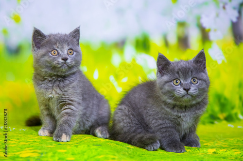 Kittens Scottish black and blue photo